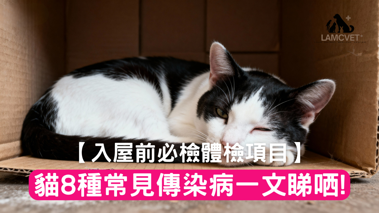 貓咪入屋前8種常見傳染病檢測項目 - 萊奧動物醫療中心